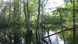 болото-отдельная экосистема